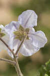 Sticky nightshade